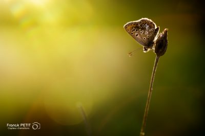 photographe agen macro 2017