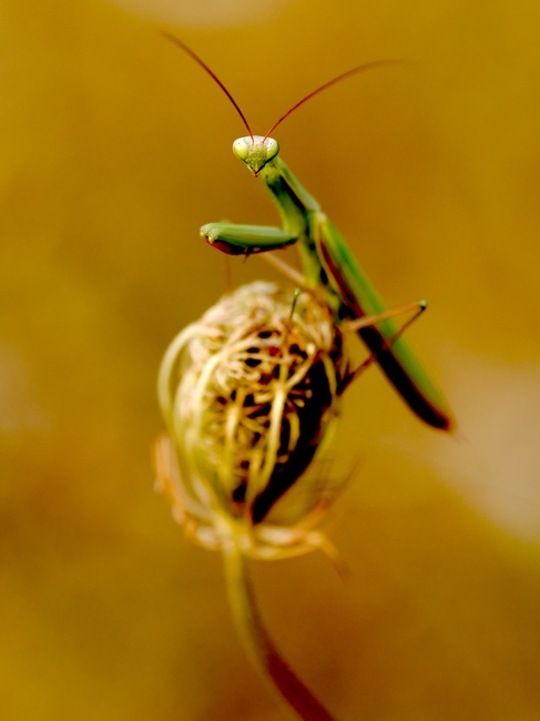 stage macro lot et garonne 2017
