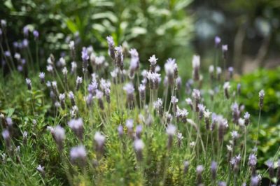 photographe mariage agen villa rouge