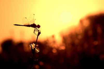 Photographe agen Fanck Petit mariage lot et garonne